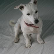 Jack russell terrier molly