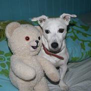 Jack russell terrier molly