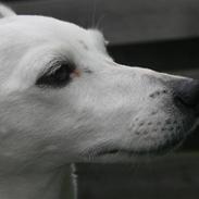 Jack russell terrier molly