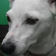 Jack russell terrier molly