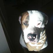 Amerikansk bulldog Sofus