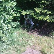 Amerikansk bulldog Sofus