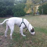 Amerikansk bulldog Sofus