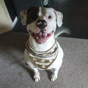 Amerikansk bulldog Sofus