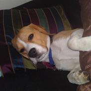 Beagle Bailey-Heart of Beauty`s