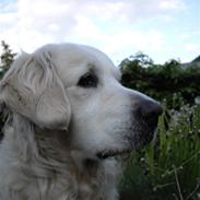 Golden retriever Lady Cinderella's Appolon