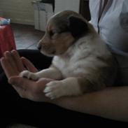 Collie langhåret Nala