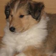 Collie langhåret Nala