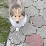 Collie langhåret Nala