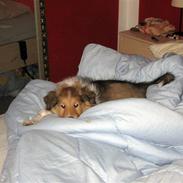 Collie langhåret Nala