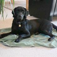 Labrador retriever Twix