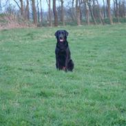 Labrador retriever Twix