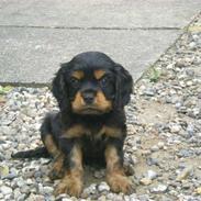 Cavalier king charles spaniel Cavolines Balou