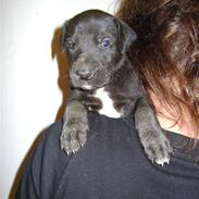 Grand danois Charlie