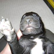 Grand danois Charlie