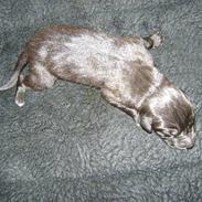 Grand danois Charlie