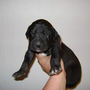 Grand danois Charlie