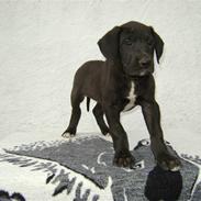 Grand danois Charlie