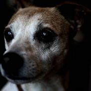 Dansk svensk gaardhund Pedro Chatépy Niélson