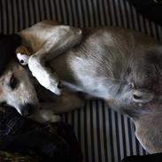 Dansk svensk gaardhund Pedro Chatépy Niélson