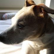 Dansk svensk gaardhund Pedro Chatépy Niélson