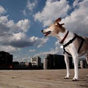 Dansk svensk gaardhund Pedro Chatépy Niélson
