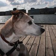 Dansk svensk gaardhund Pedro Chatépy Niélson