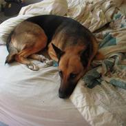 Blanding af racer Freja<3