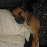 Blanding af racer Freja<3