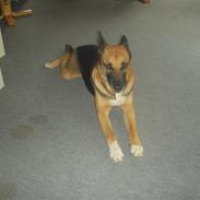 Blanding af racer Freja<3