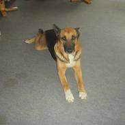 Blanding af racer Freja<3