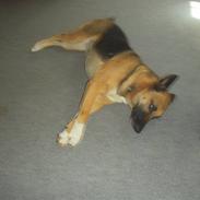 Blanding af racer Freja<3