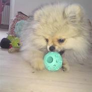 Pomeranian Ghavi