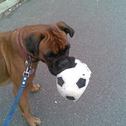 Boxer Kallah's Gunda