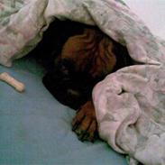 Boxer Kallah's Gunda