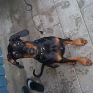 Dobermann coco