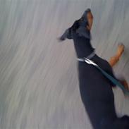 Dobermann coco