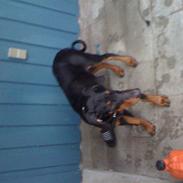Dobermann coco