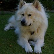 Eurasier Asklunds Charming Cliff