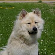 Eurasier Asklunds Charming Cliff