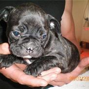 Fransk bulldog Oscar