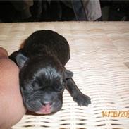 Fransk bulldog Oscar