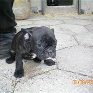 Fransk bulldog Oscar