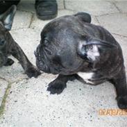 Fransk bulldog Oscar