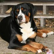 Grosser schweizer sennenhund Flora von den Gänsewisen