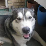 Alaskan malamute Simba <3