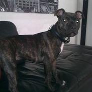 Staffordshire bull terrier Chanell