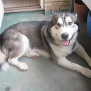 Alaskan malamute Simba <3