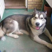 Alaskan malamute Simba <3