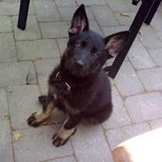 Schæferhund Kato